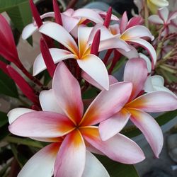 Colorful Fragrant Plumeria Cutting With Flowers Intact Ready To Plant