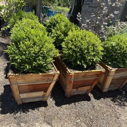 Boxwood Globes
