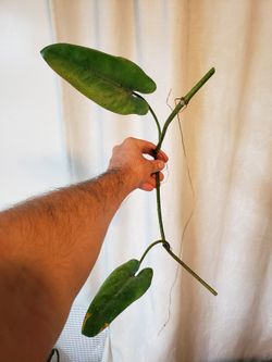 pothos. 15 main image 0