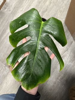 Monstera Albo Cutting 