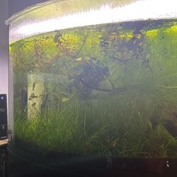 36 Gallon Fish Tank