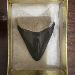 Megladon Shark Tooth Fossil