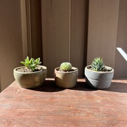 Variety Succulents In Handmade Pottery 