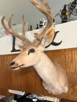 Blacktail buck and velvet