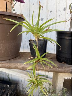 Spider plant