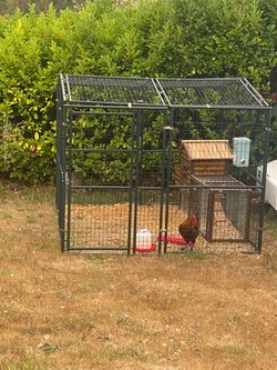 Chicken run and coop