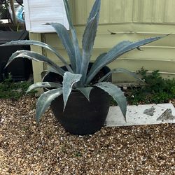 Large Outdoor Plant 