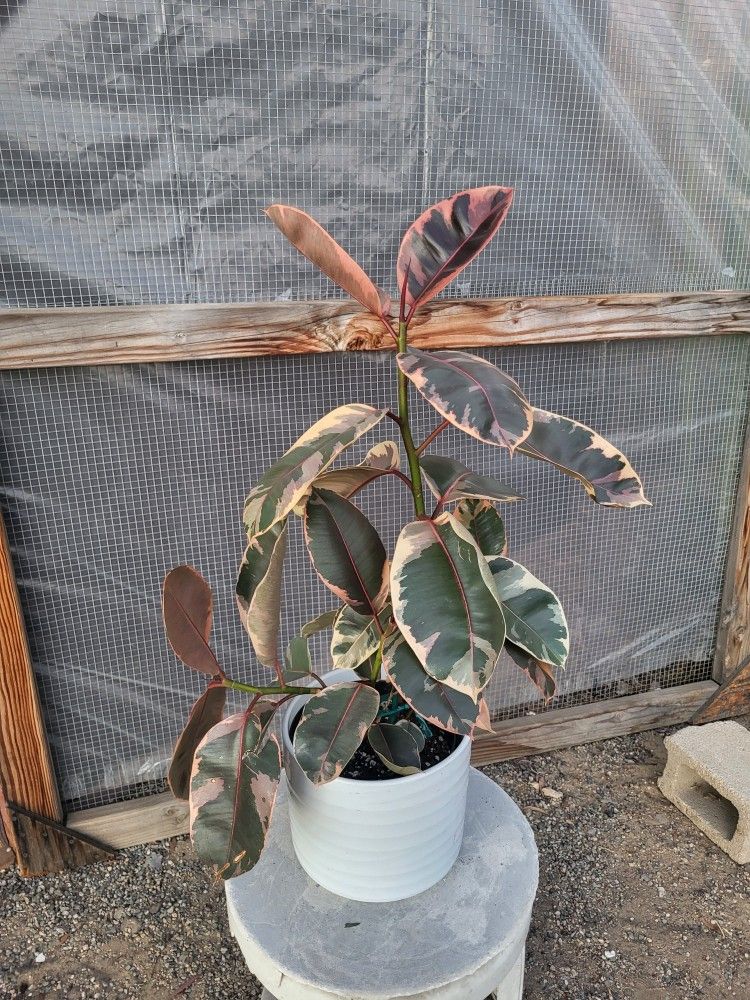 Ruby Rubber Plant 8" Nursery Pot $20 Each