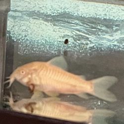 Fish Tank Decor