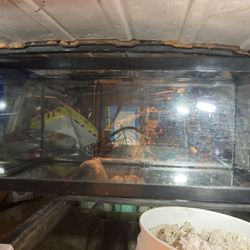 50 Gal Breader Fish Tank