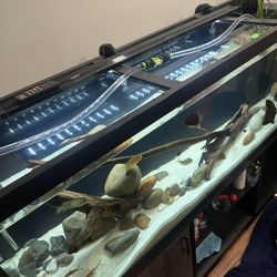 Beautiful Fish Tank For Sale