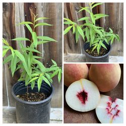 Sweet Tropic Snow White Peach Fruit Tree 3 FT Tall 5 Gallon Pot Self Fertile