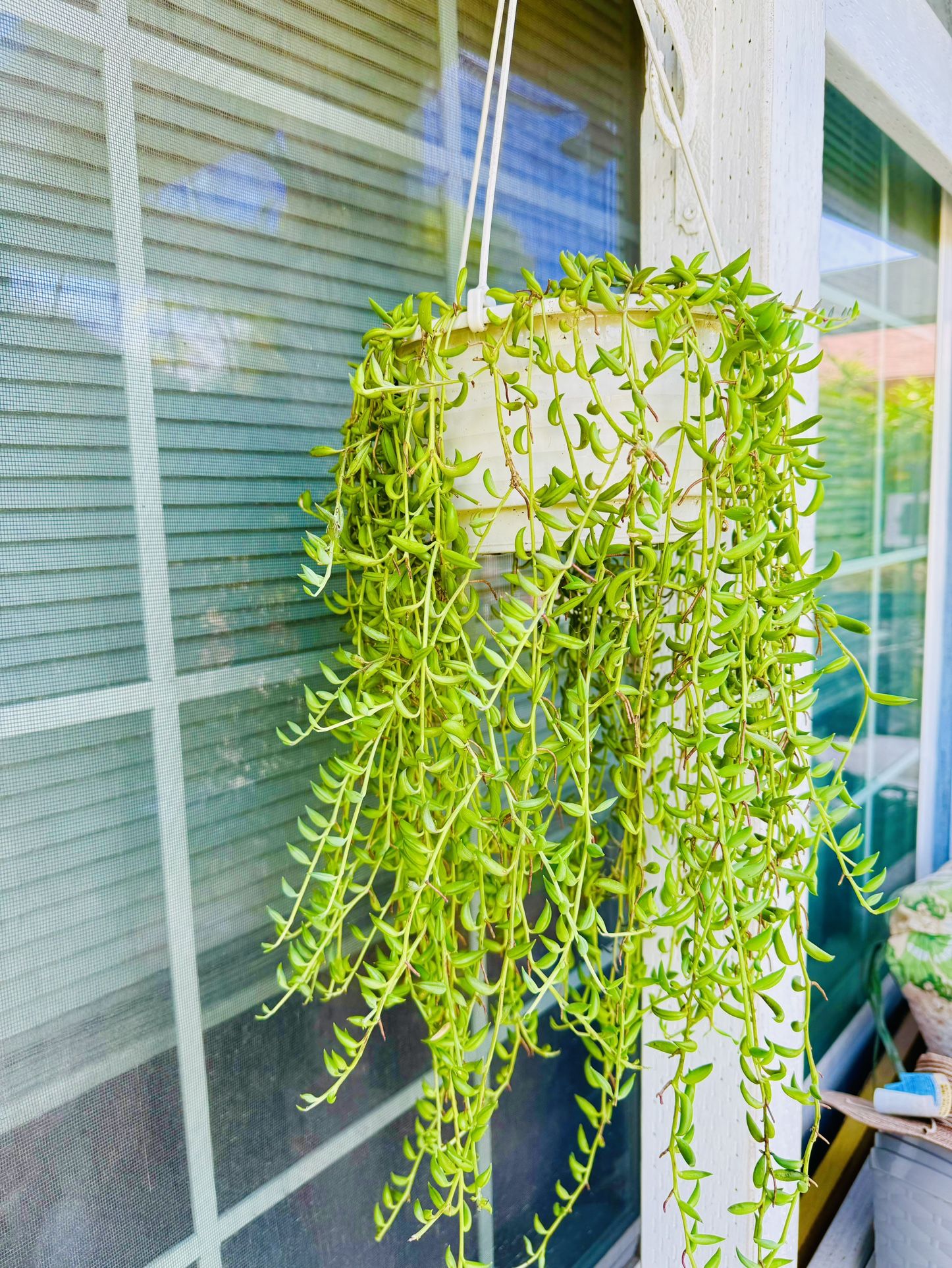 STRING OF BANANAS Hanging Plant - Easy To Grow