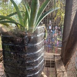 🌱 Lush Aloe Vera – Low-Maintenance, Fast Growing