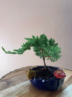 Bonsai juniper
