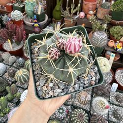 Ferocactus macrodiscus 4”