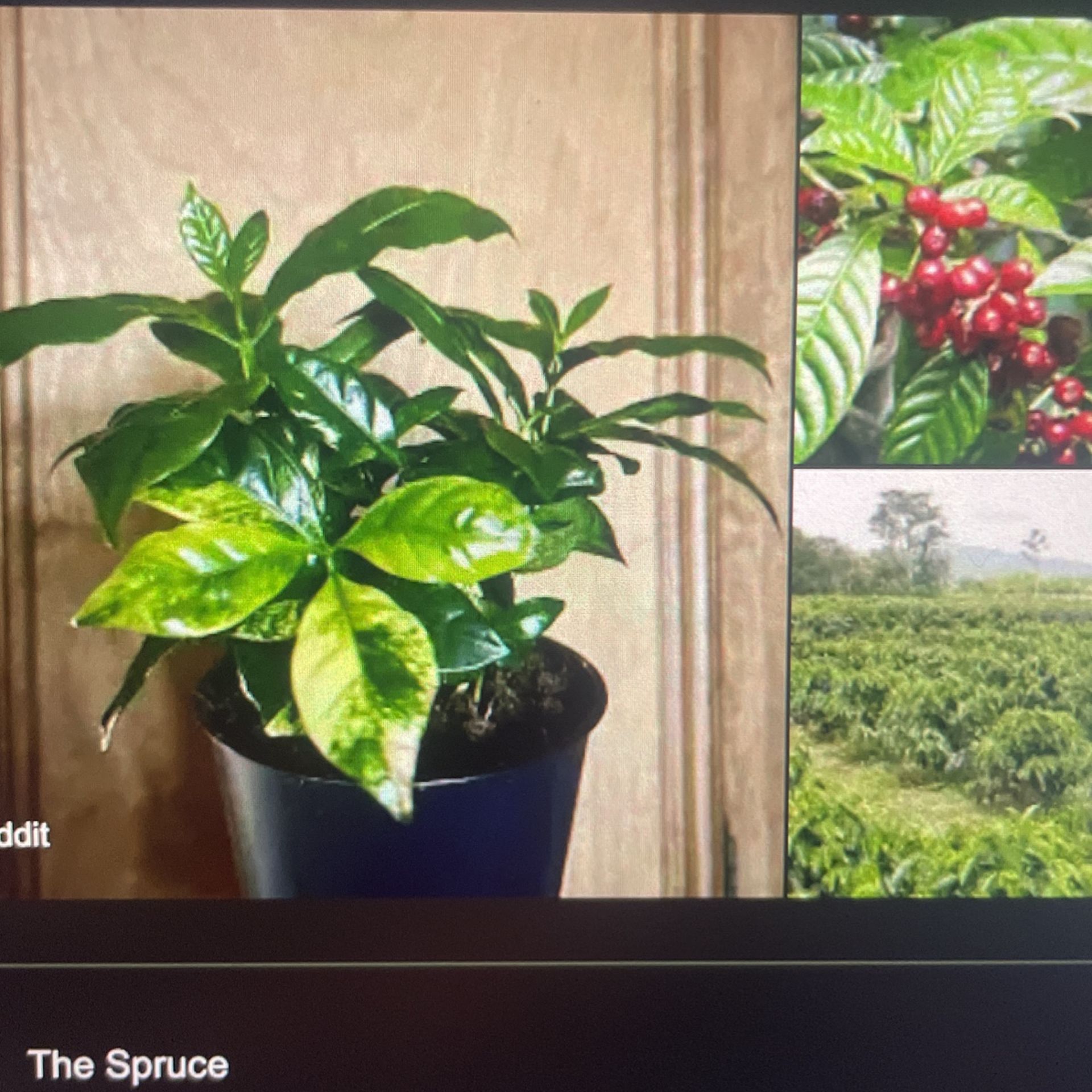 Coffee Plant 4in Pot