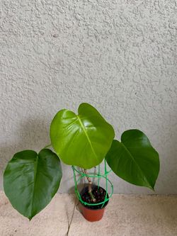 Monstera  Deliciosa  plant