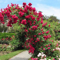 Blaze Red Climbing Rose 