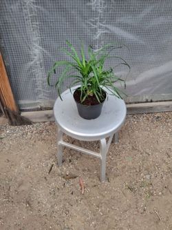 Ponytail Plant 6" Nursery Pot
