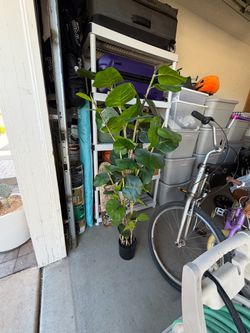 Artificial Fiddle Leaf Fig Tree