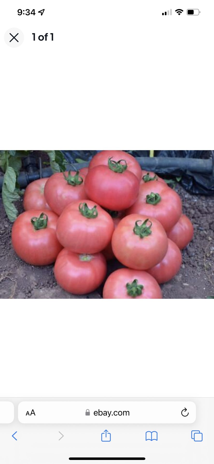 Organic Mikado Pink And Sweet Basket Tomato Plants