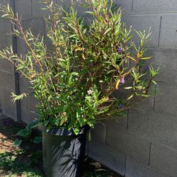 Ruelia Plant In 15gallon  $60 Obo