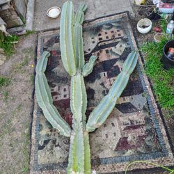Cactus Cutting Plants