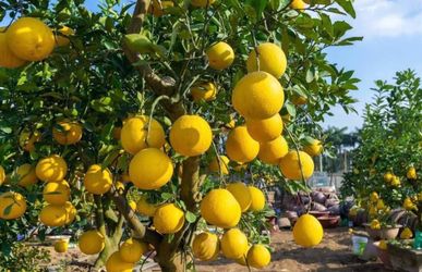 Lisbon lemon trees Árboles de limón amarillos Lisbon $40 each