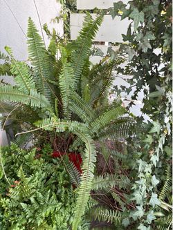Two Red Resin Pots with large Real Ferns