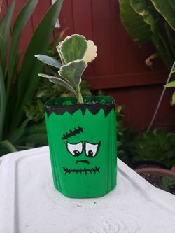 Halloween Plastic Planter Live Succulent 