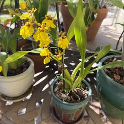 Orchids 