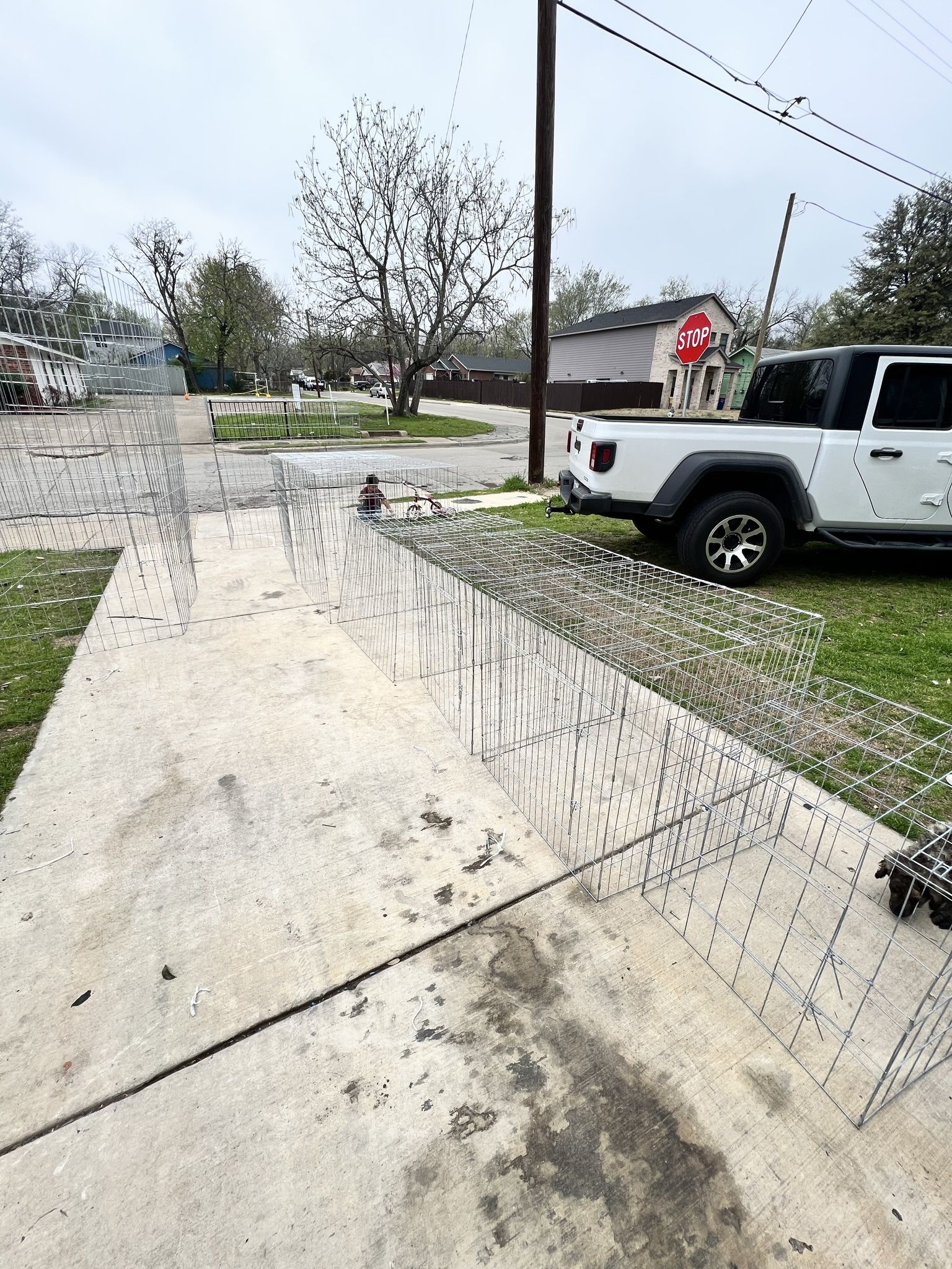 Rascaderos/ Voladeros Y Artículos Para Gallos