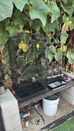 Bird cages