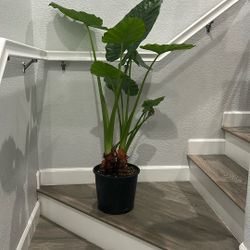 🌿 Large Elephant Ear Plant – Beautiful & Healthy 