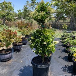 Ligustum Tree Topiary 15 Gallon Pot 