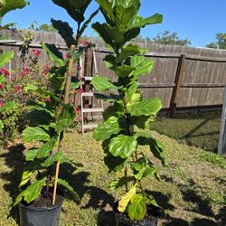 Fiddle Leaf Fig Live 75" 7 Gallon Pot 