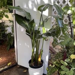 ~4.5ft To 5ft White Bird Of Paradise, 3 Plants In The Pot; Exact Plant 95820