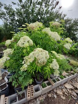 Elderberry large plant