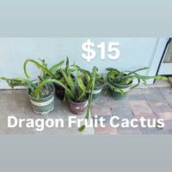 Dragon Fruit Cactus 🌵 ABQ Uptown 