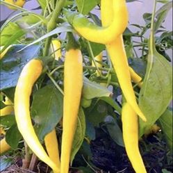 Organic Non GMO Hot Golden Cayenne Chili Pepper Plants With Fruits On The Plants 