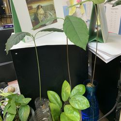 Avocado Plant