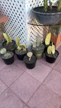 Cactus in plastic pots