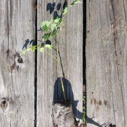 Moringa Seedling With Free Seeds (6-11" Organic Pkm1)