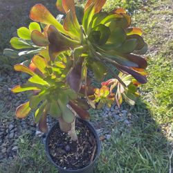 Succulent Low Pride Plant