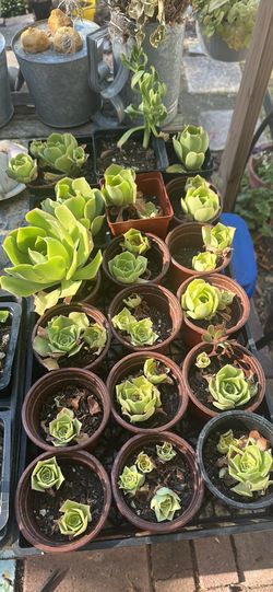 Plants- prices in description