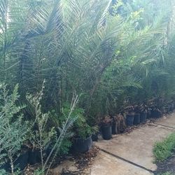 Landscapeing Nursery Plants And Palms Perennials