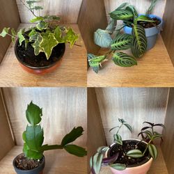 House Plants Bundle