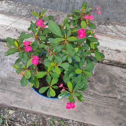 Crown Of Thorns Corona De Espinas Plant 