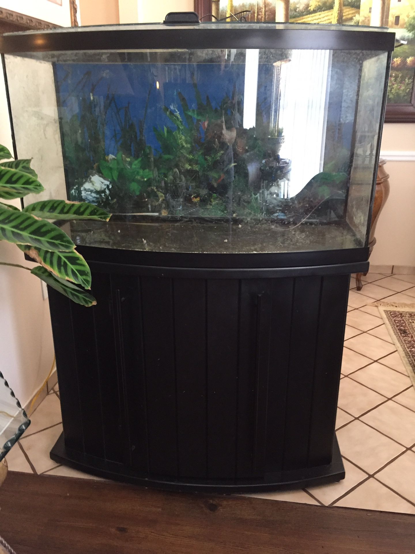 46 gallon Bow Front aquarium, stand, glass canopy, Marineland NV33008 ...